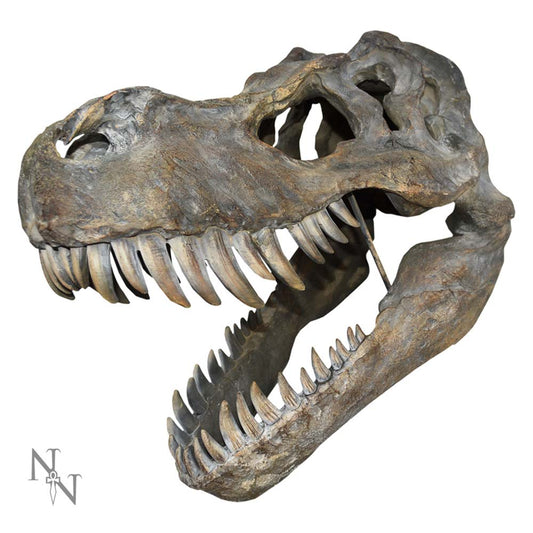 Tyrannosaurus Rex Skull Large 51.5cm B/strap